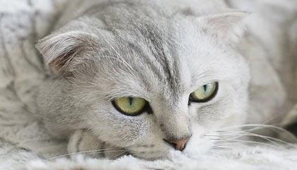 CBA-萨林杰25+13萨姆纳17分 广东胜天津迎8连胜