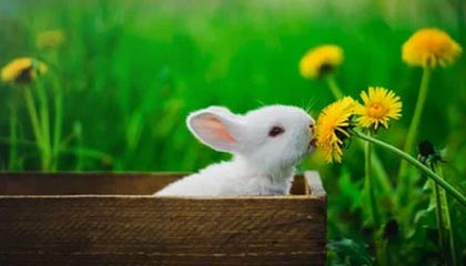 陈幸同4-2战胜石洵瑶 晋级WTT总决赛女单8强